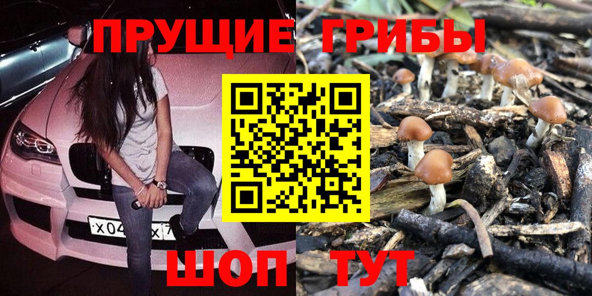 Псилоцибиновые грибы Psilocybe Ногинск